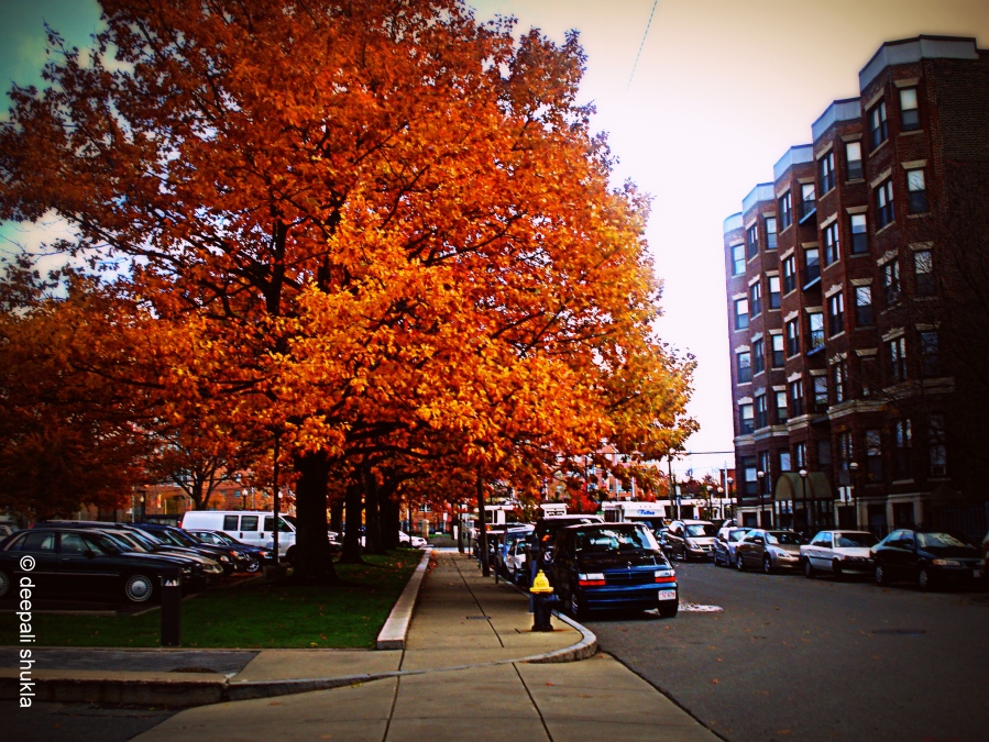 yellow leaves in Boston streets
