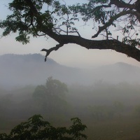 Morning Mist, Masinagudi